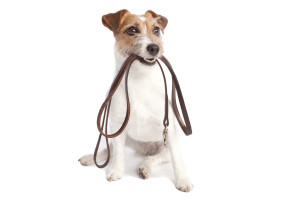 Wiggle Waggle Tails - jack russell terrier