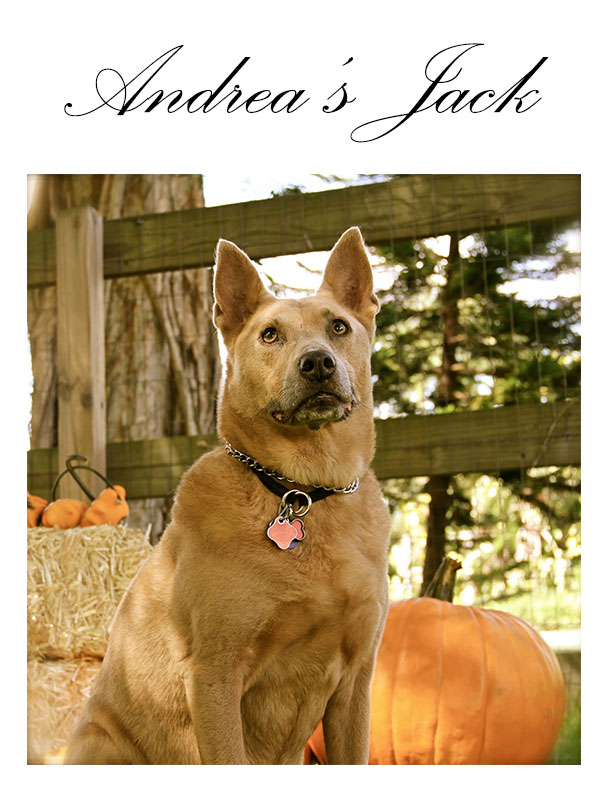 Andrea's Jack - Wiggle Waggle Tails Pet Sitting and Dog Walking