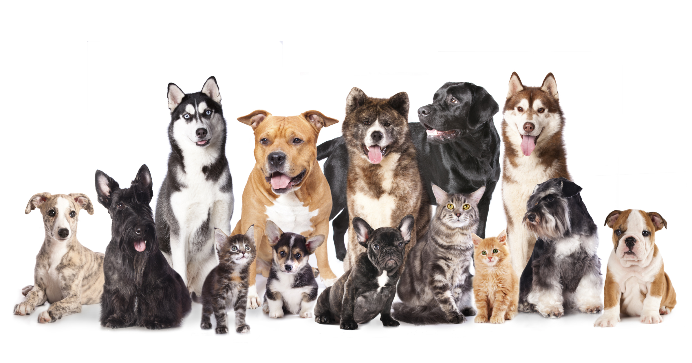 Wiggle Waggle Tails - Cats and dogs