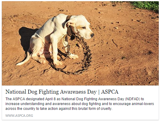 The ASPCA designated April 8 as National Dog Fighting Awareness Day (NDFAD) to increase understanding and awareness about dog fighting and to encourage animal-lovers across the country to take action against this brutal form of cruelty.