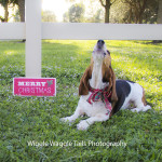 Wiggle Waggle Tails Photography - Apple