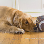 Wiggle Waggle Tails Photography - Charlotte football