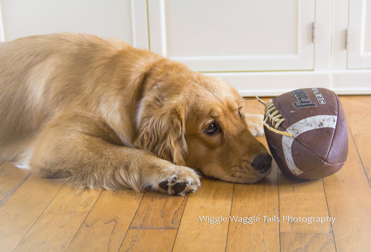 Wiggle Waggle Tails Photography -  Charlotte football