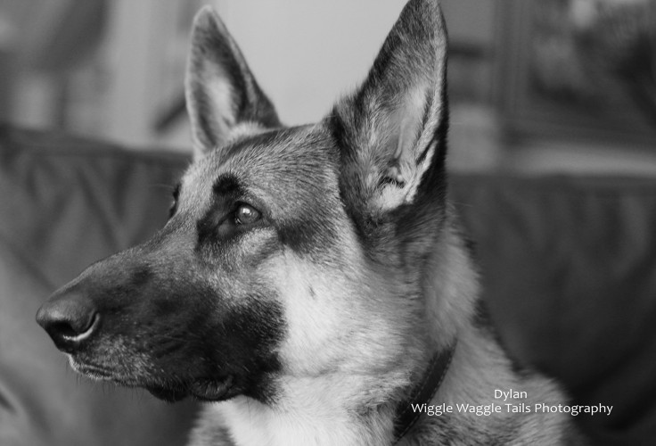 Wiggle Waggle Tails Photography -  Dylan