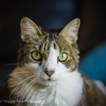 Wiggle Waggle Tails Photography - Gonzo
