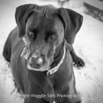 Wiggle Waggle Tails Photography - jada