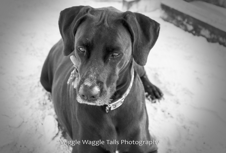 Wiggle Waggle Tails Photography -  Jada