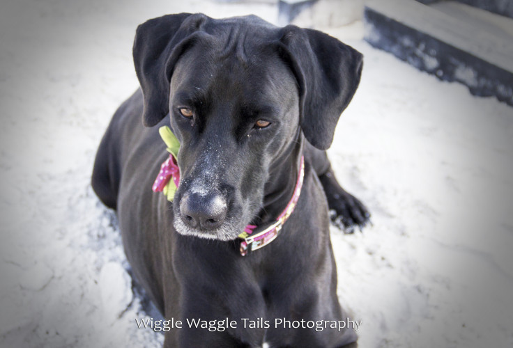 Wiggle Waggle Tails Photography -  Jada