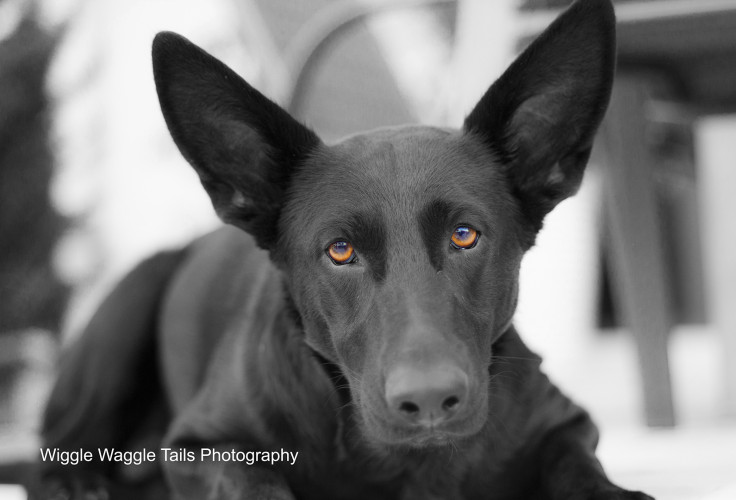 Wiggle Waggle Tails Photography -  Kala