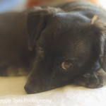 Wiggle Waggle Tails Photography - MAX