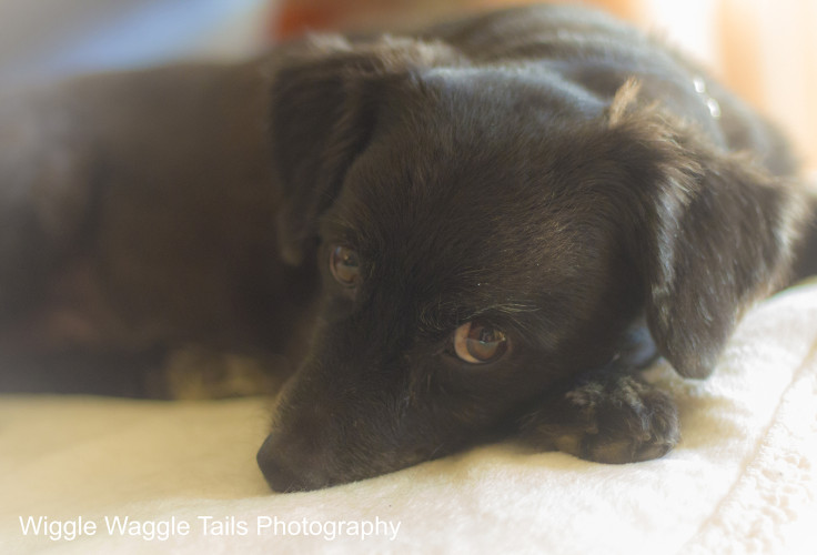 Wiggle Waggle Tails Photography -  MAX