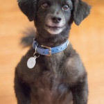 Wiggle Waggle Tails Photography - MAX