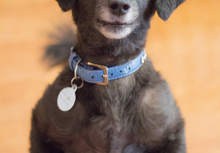 Wiggle Waggle Tails Photography -  MAX