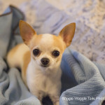 Wiggle Waggle Tails Photography - Mojo