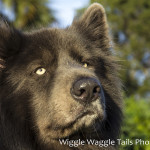 Wiggle Waggle Tails Photography - Tadoka