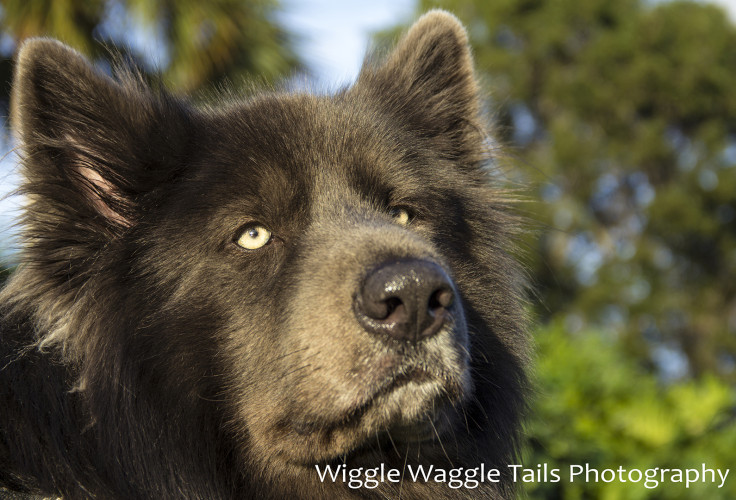 Wiggle Waggle Tails Photography - Tadoka