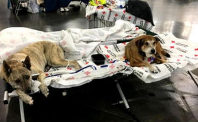 Pets Affected By Hurricane Harvey