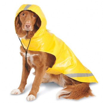 Hurricane Irma preparation/ Keep your pets safe