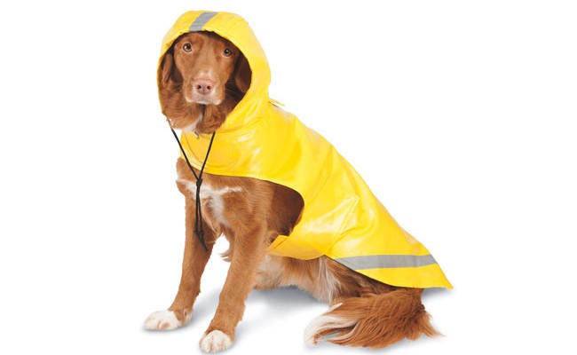 Hurricane Irma preparation/ Keep your pets safe